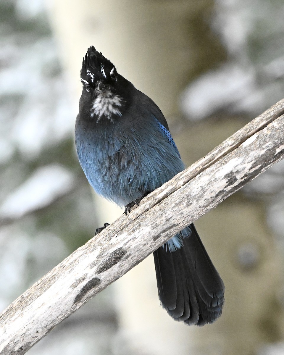 Steller's Jay - ML645961352