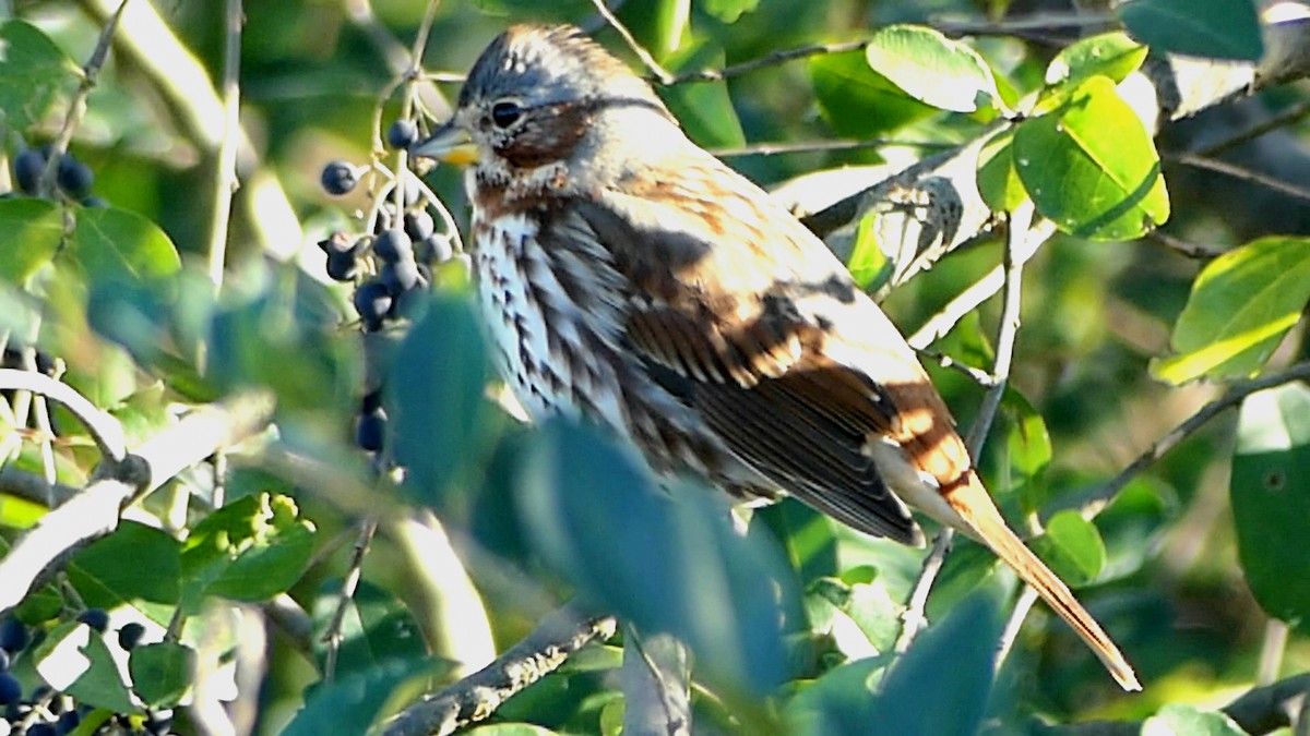 Tilki Renkli Serçe - ML645961355