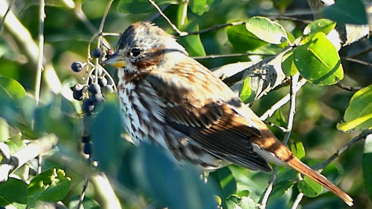 Tilki Renkli Serçe - ML645961356