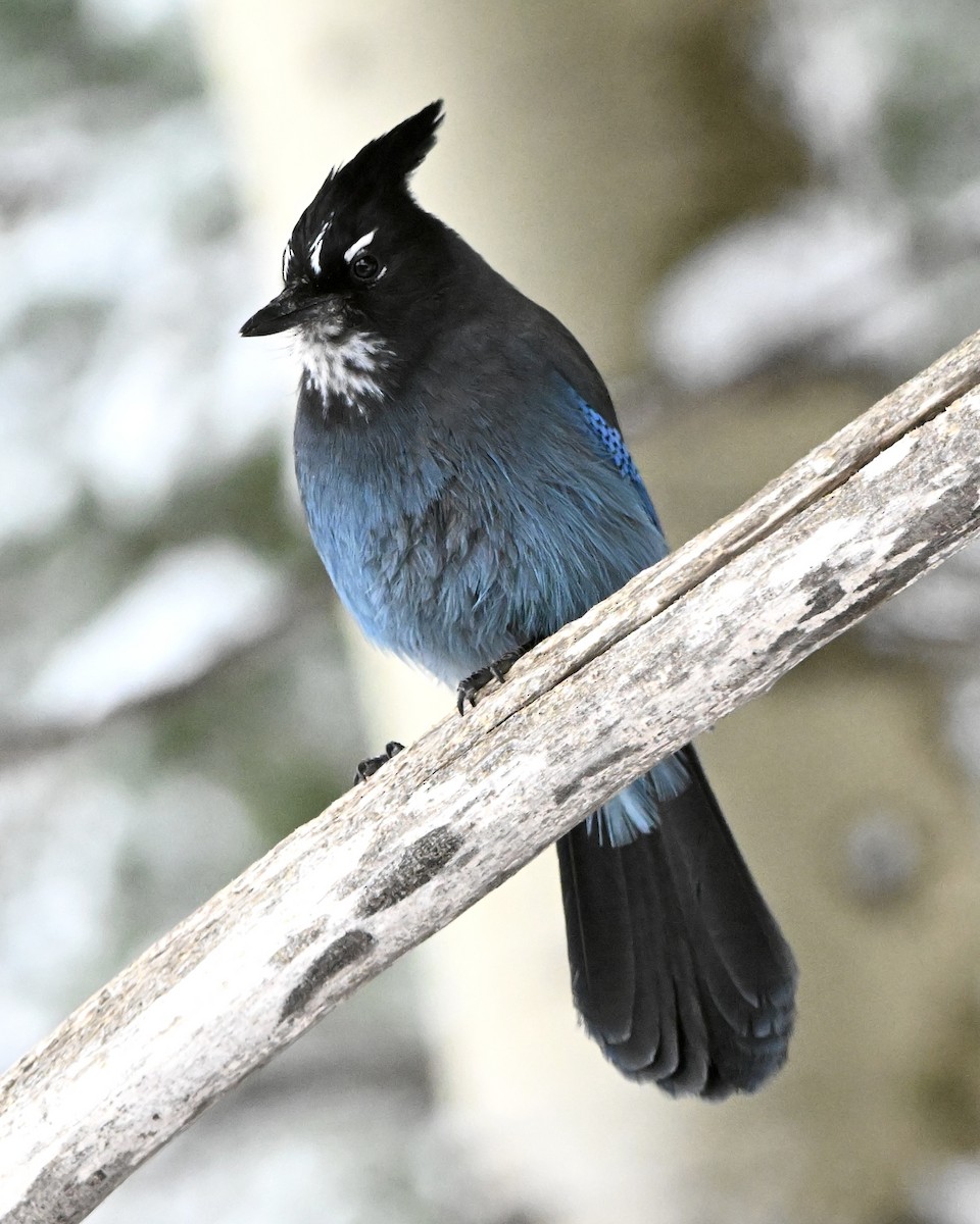 Steller's Jay - ML645961361