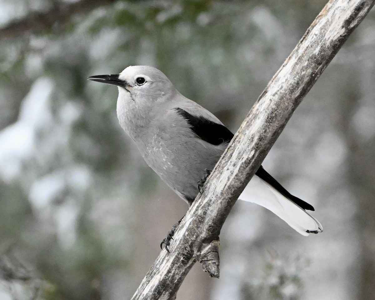 Clark's Nutcracker - ML645961367