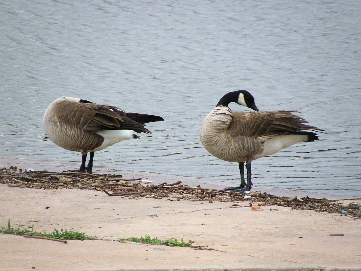 Gıdaklayan Kaz - ML645961368