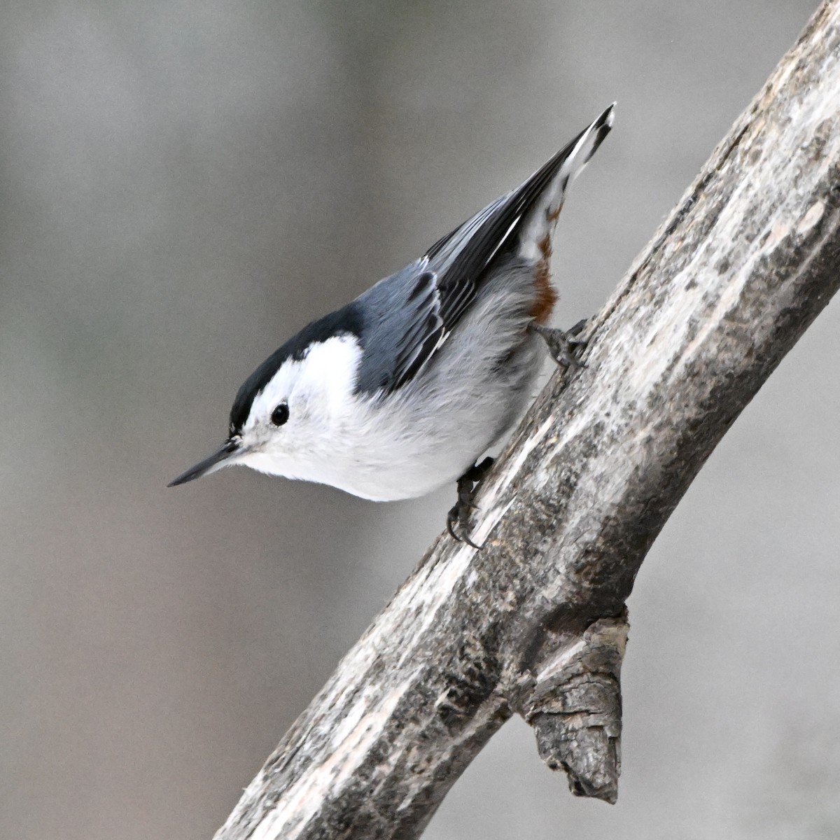 Beyaz Göğüslü Sıvacı - ML645961369