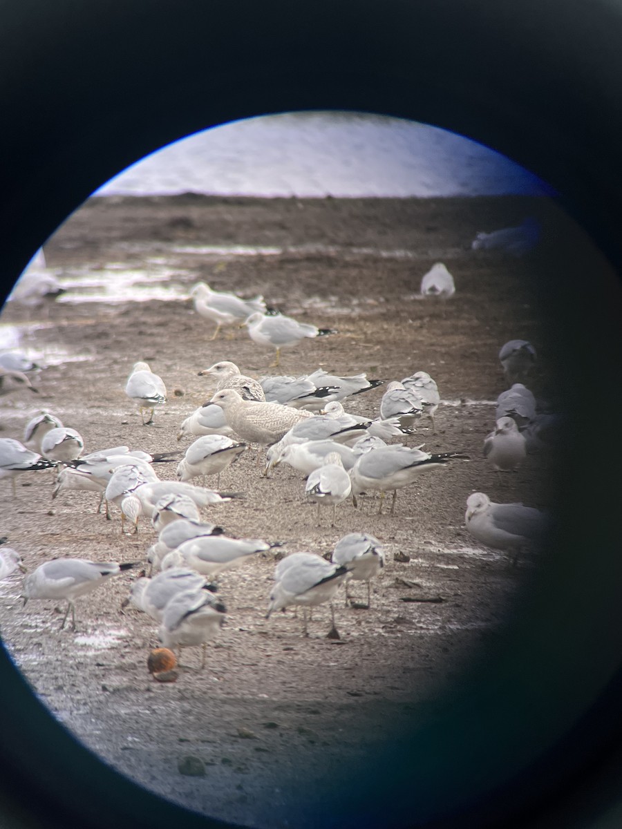 Grönland Martısı (kumlieni) - ML645961371