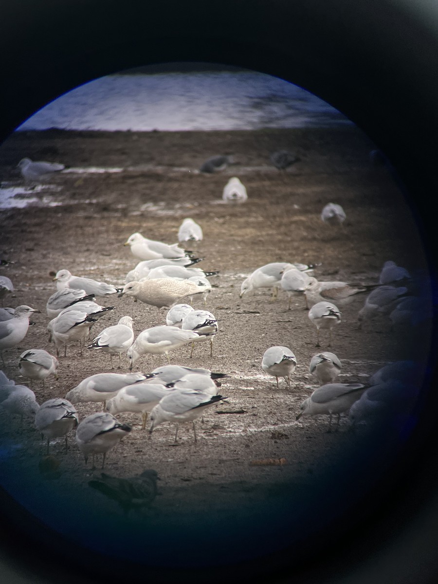 Grönland Martısı (kumlieni) - ML645961373