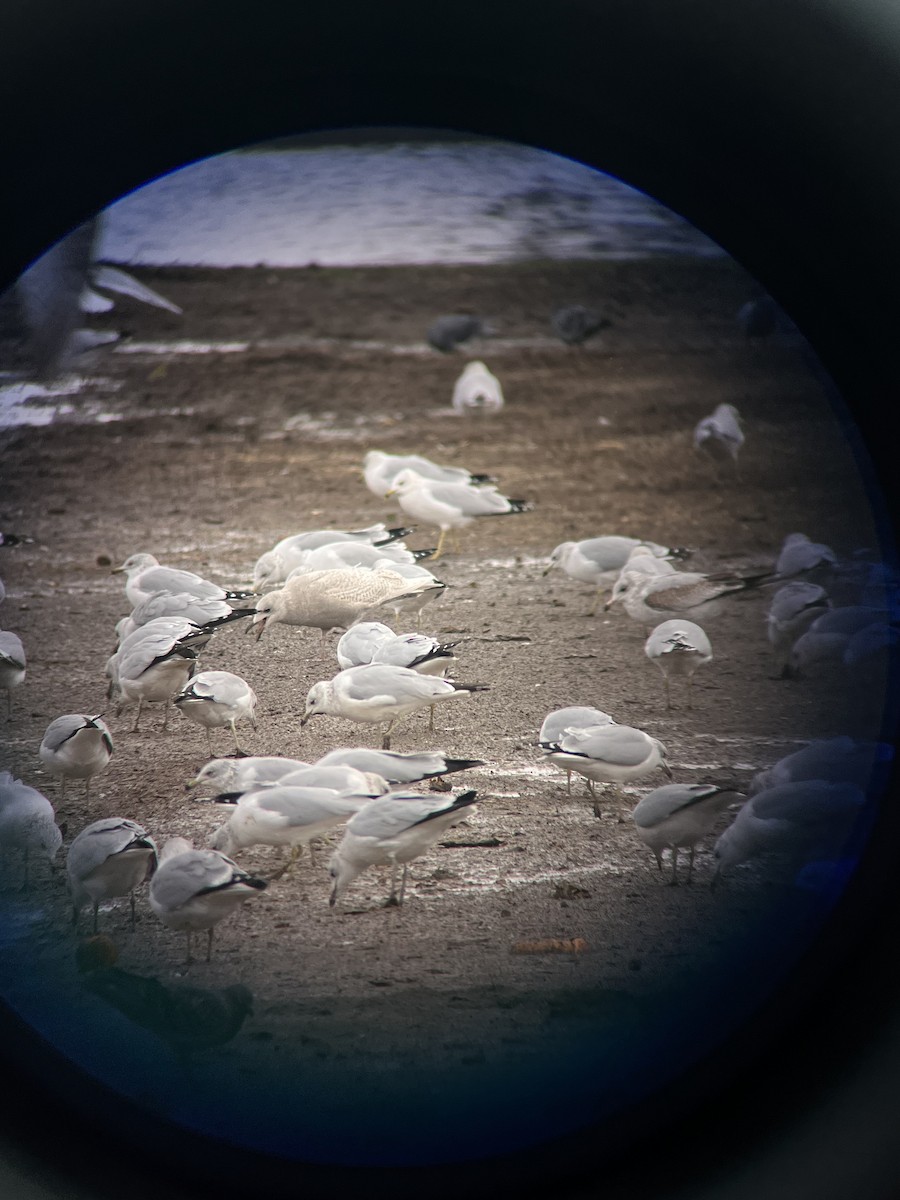 Grönland Martısı (kumlieni) - ML645961374