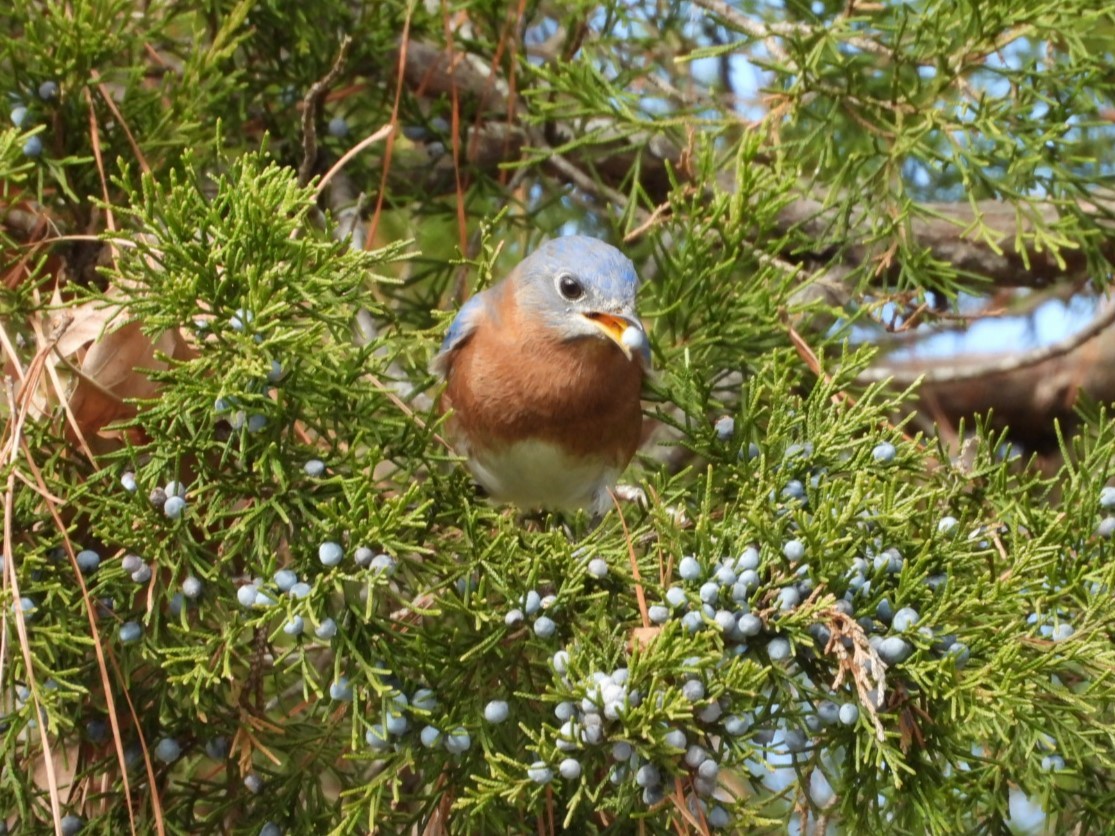 Doğulu Mavi Ardıç - ML645961375