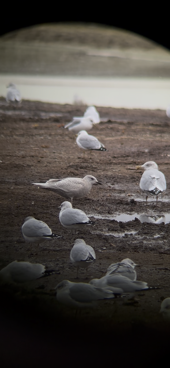 Grönland Martısı (kumlieni) - ML645961376