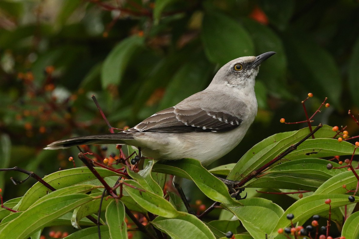 Tropikal Taklitçi - ML645961377
