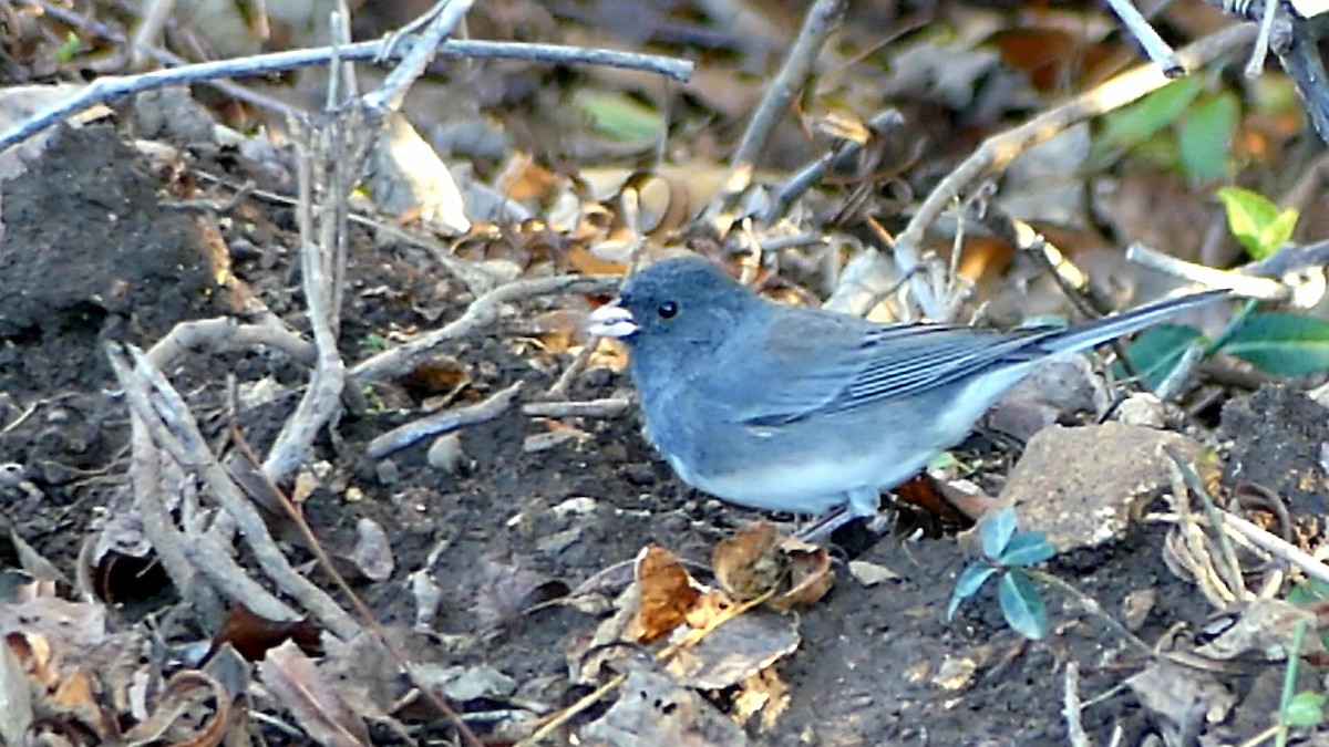 Kara Gözlü Junko - ML645961378