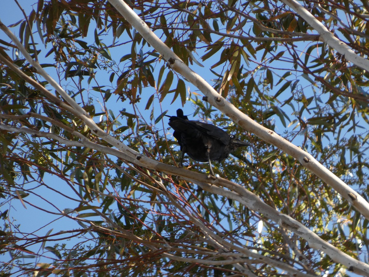 Küçük Kuzgun - ML645961379