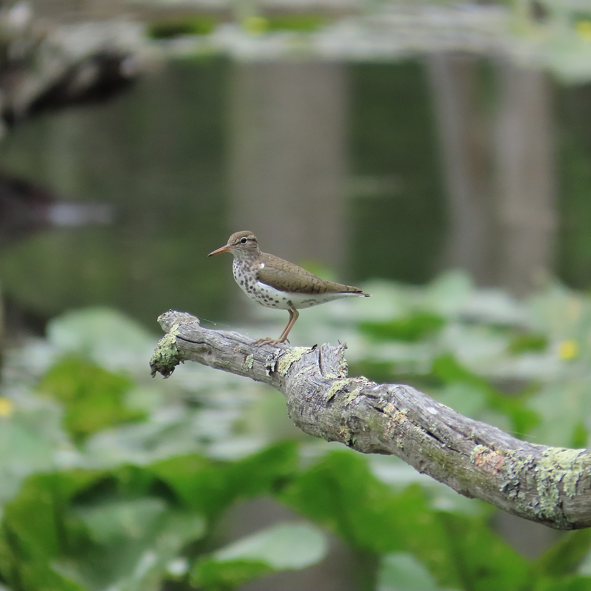 Spotted Sandpiper - ML645961382