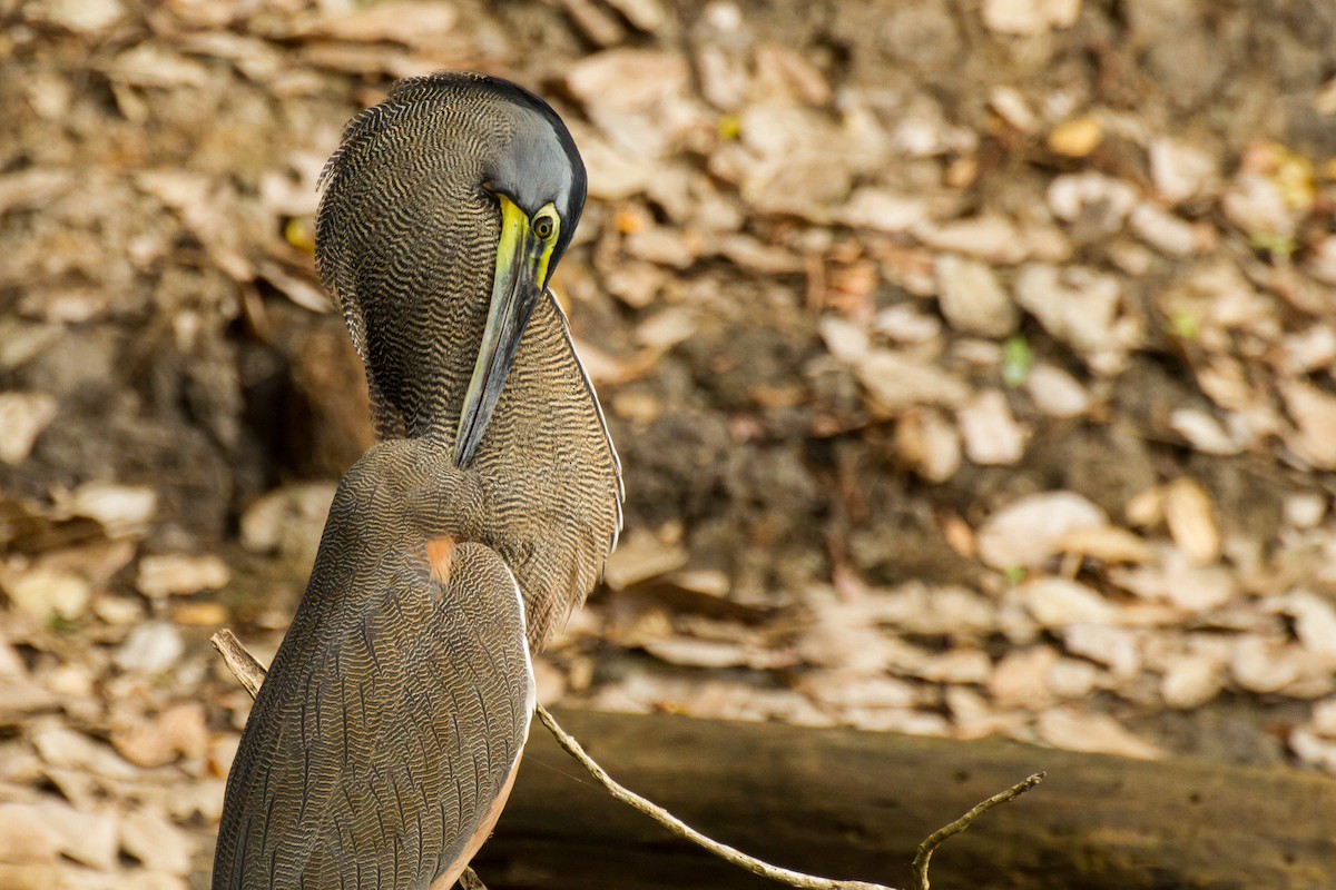 Meksika Kaplan Balıkçılı - ML645961387