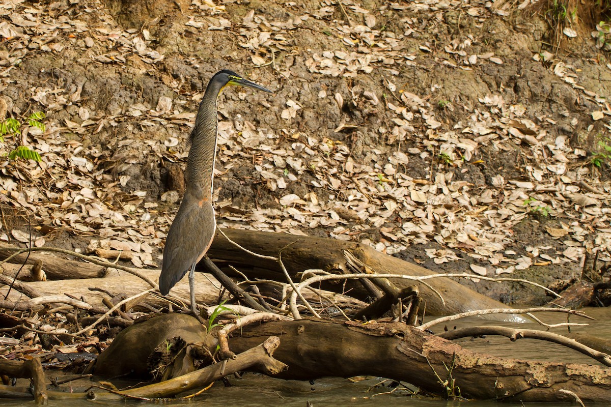 Meksika Kaplan Balıkçılı - ML645961390