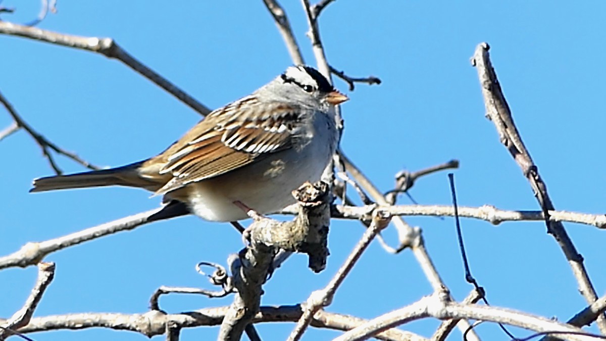 Porsuk Serçesi - ML645961392