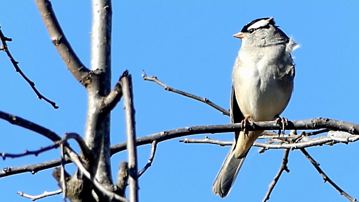 Porsuk Serçesi - ML645961393