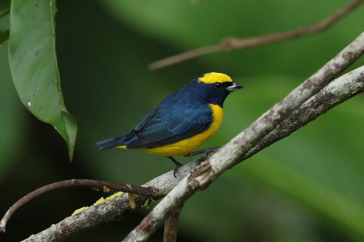 Sarı Başlıklı Öfonya - ML645961395