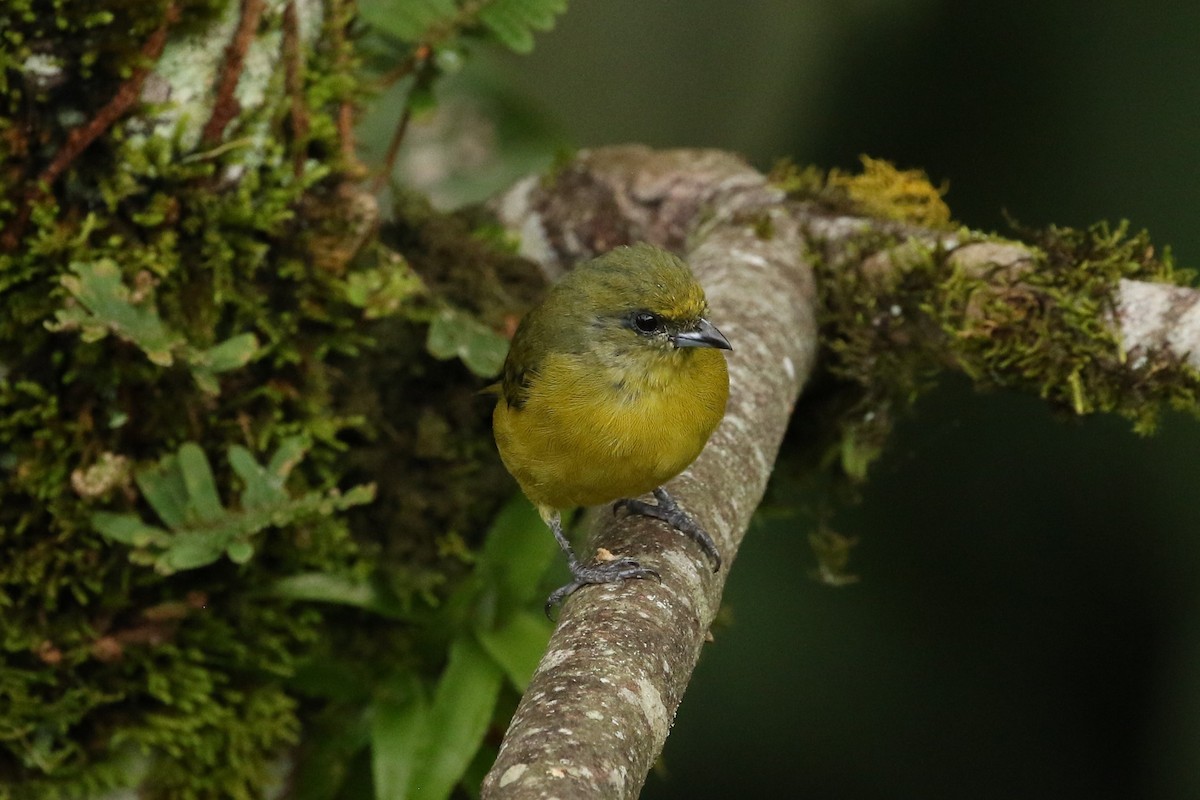 Sarı Başlıklı Öfonya - ML645961396