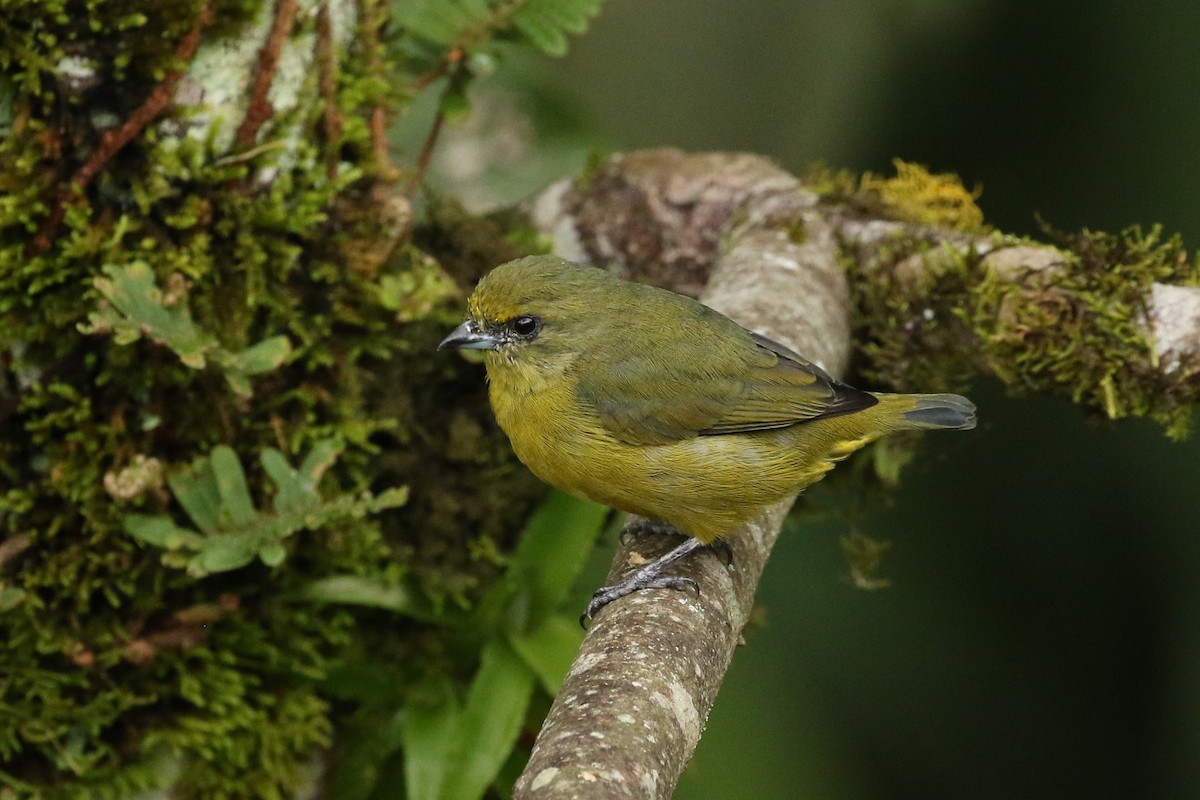 Sarı Başlıklı Öfonya - ML645961397