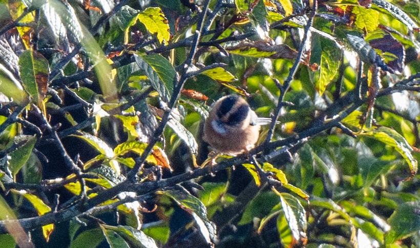 Kızıl Alınlı Uzunkuyruk - ML645961399