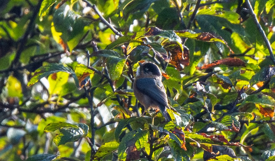 Kızıl Alınlı Uzunkuyruk - ML645961400