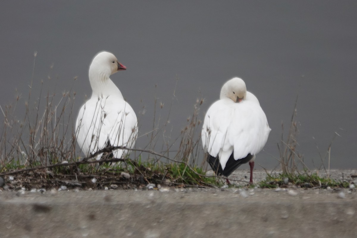 Küçük Kar Kazı - ML645961403