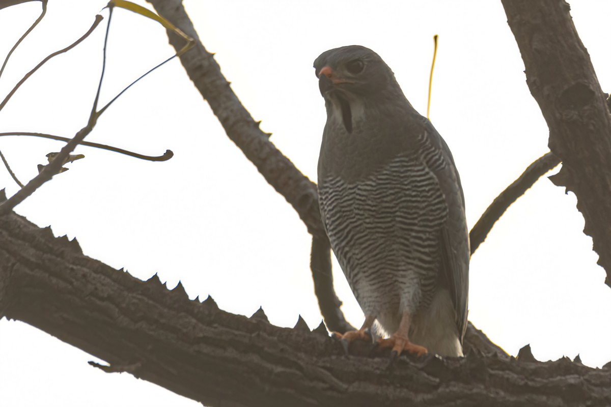 Lizard Buzzard - ML645961406