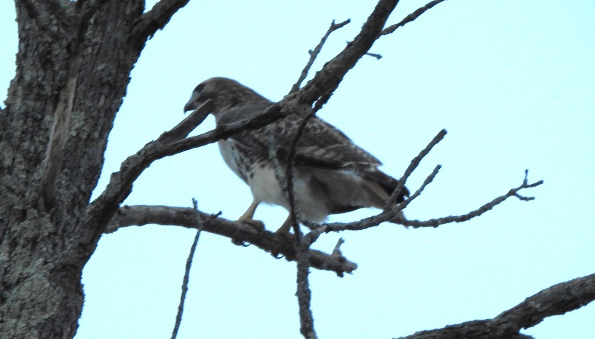 Rotschwanzbussard - ML645961407