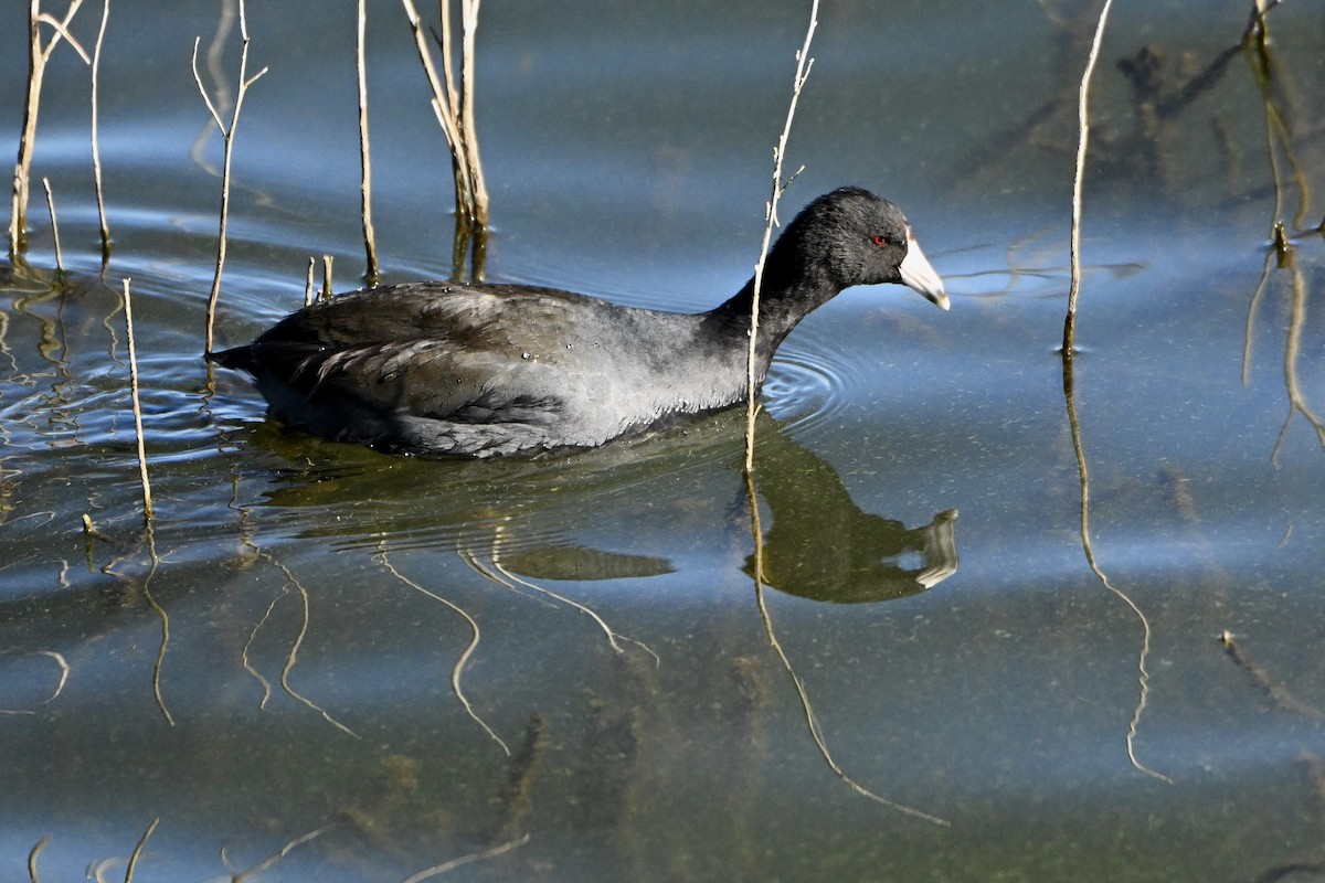 Лиска американська - ML645961409