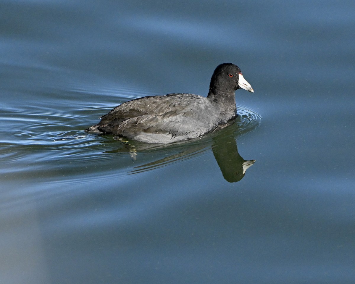 Лиска американська - ML645961413