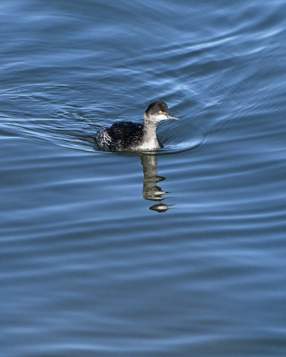 Eared Grebe - ML645961421