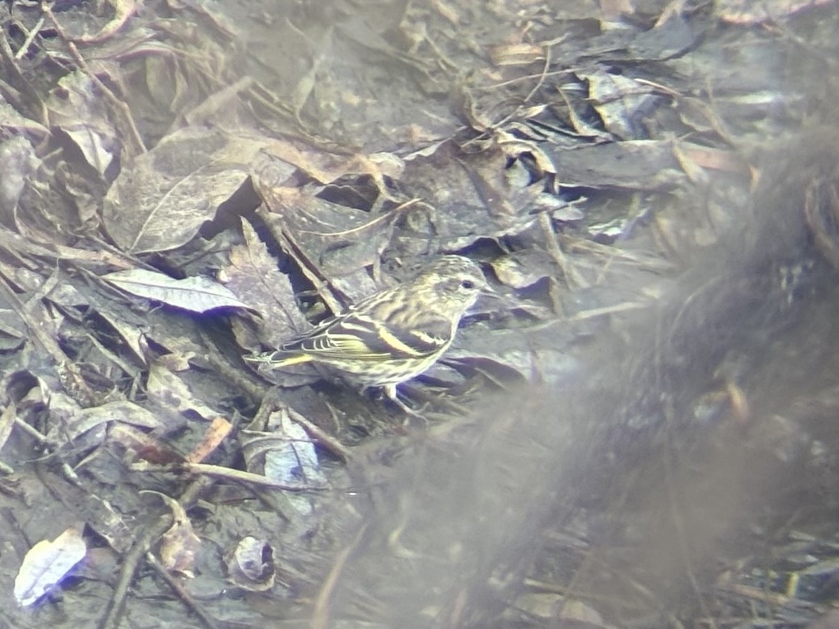 Pine Siskin (green morph) - ML645961429