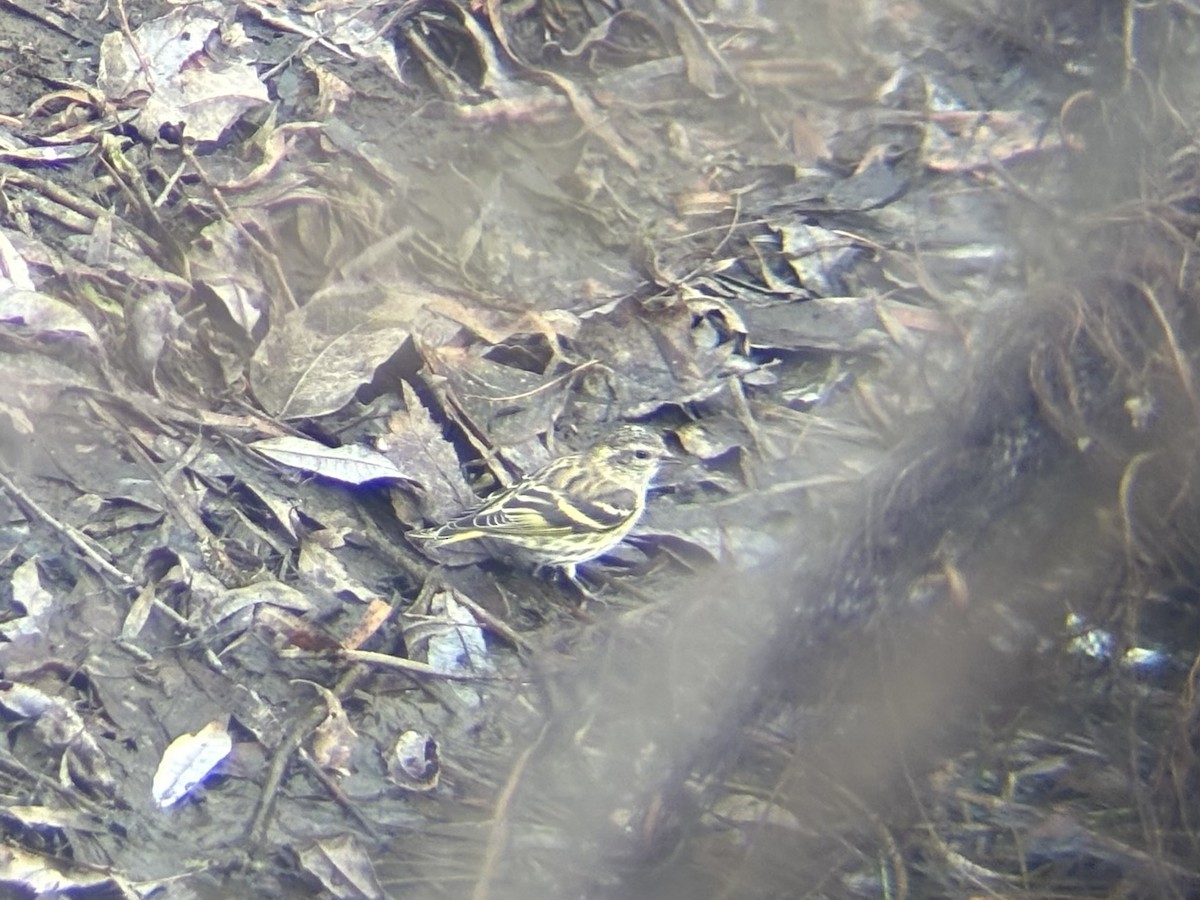 Pine Siskin (green morph) - ML645961430