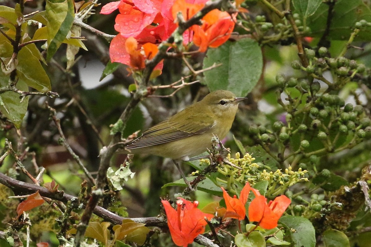 Tennessee Warbler - ML645961431