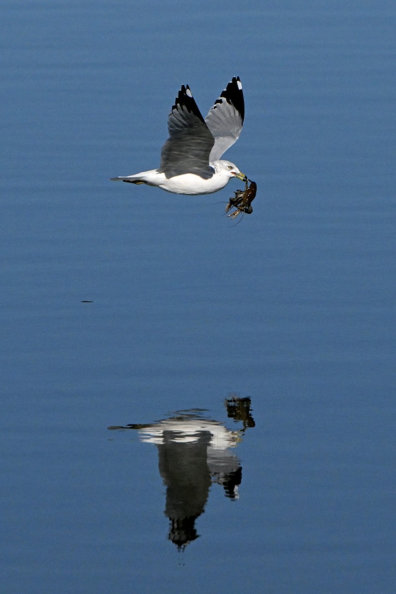 Ring-billed Gull - ML645961433