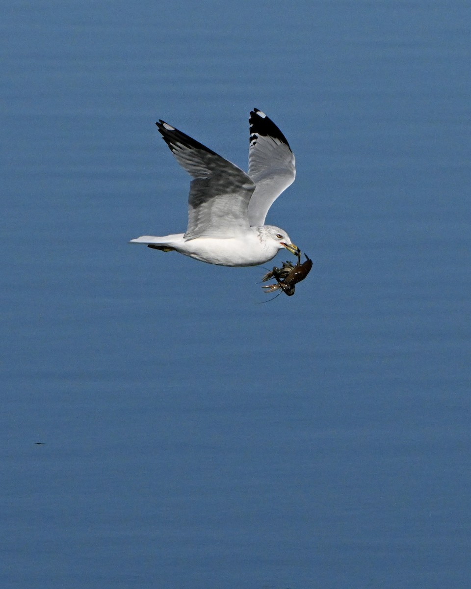 Ring-billed Gull - ML645961434