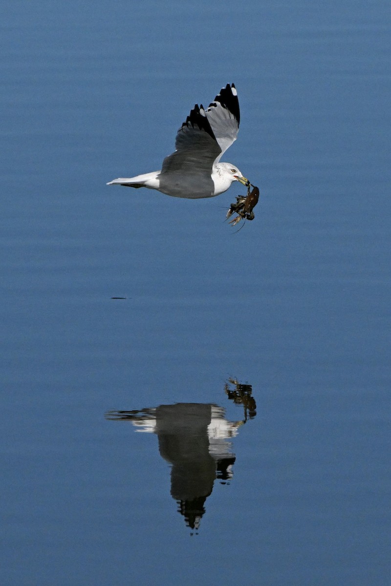 Ring-billed Gull - ML645961436