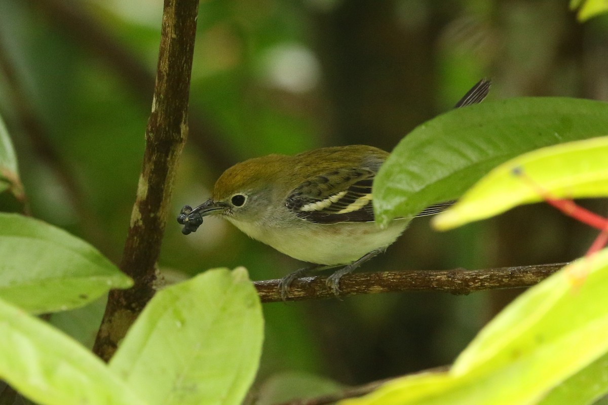 Chestnut-sided Warbler - ML645961443
