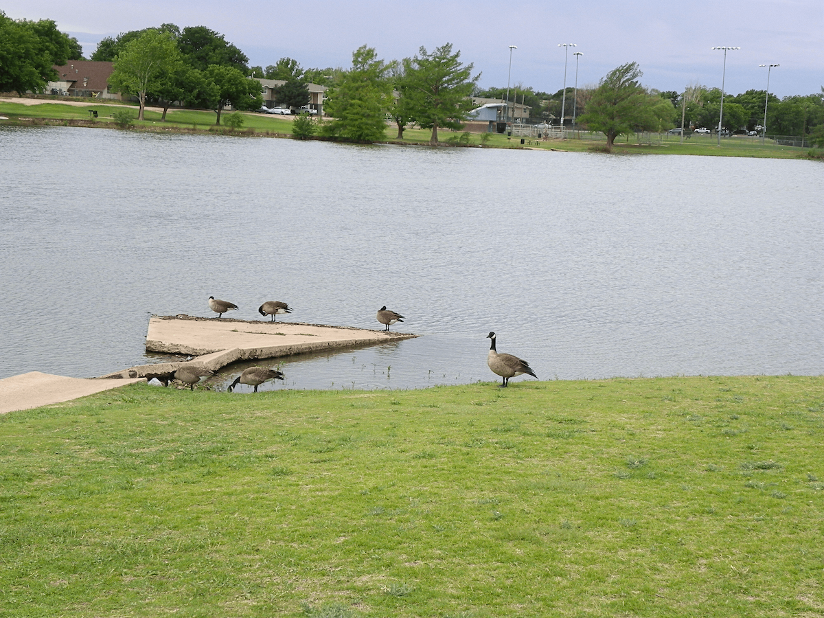 Oca canadese minore - ML645961451