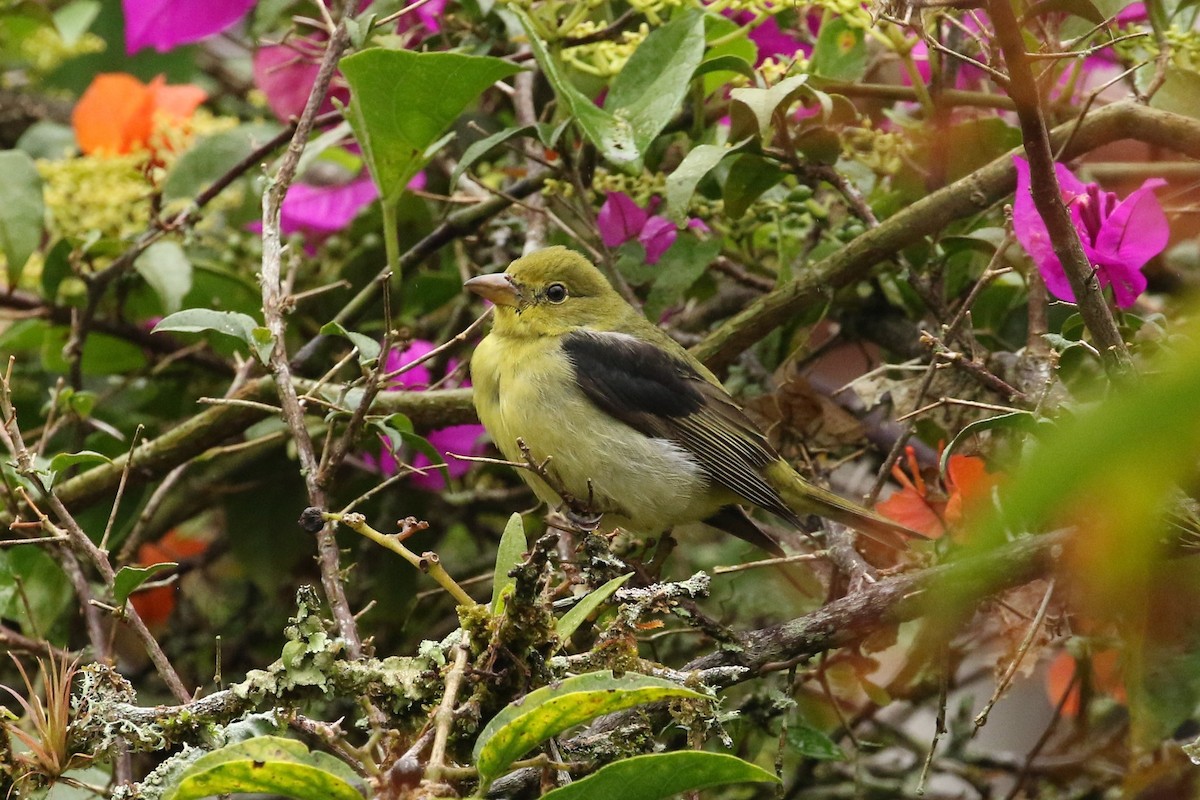 Scarlet Tanager - ML645961452