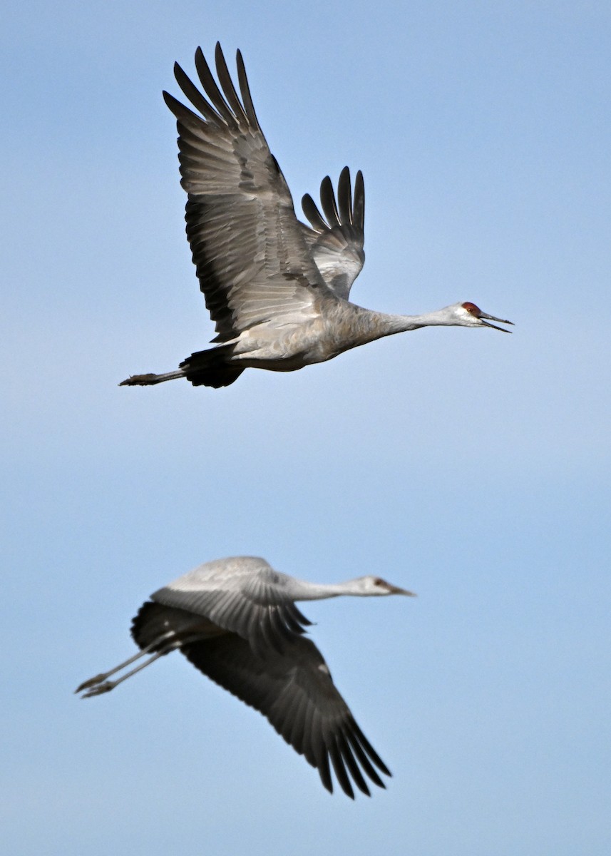 Sandhill Crane - ML645961453