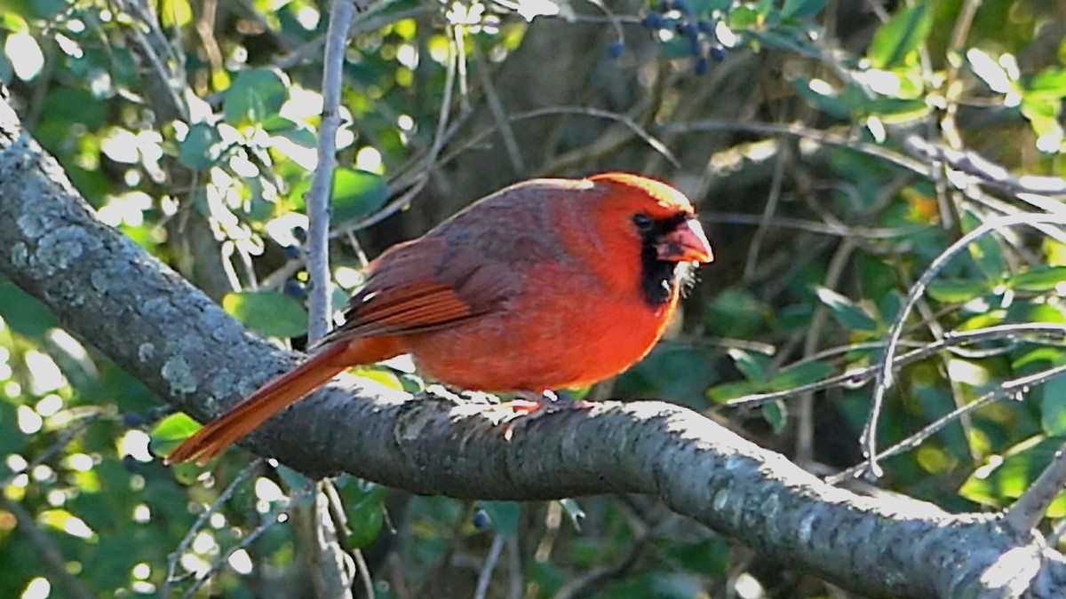 Northern Cardinal - ML645961454