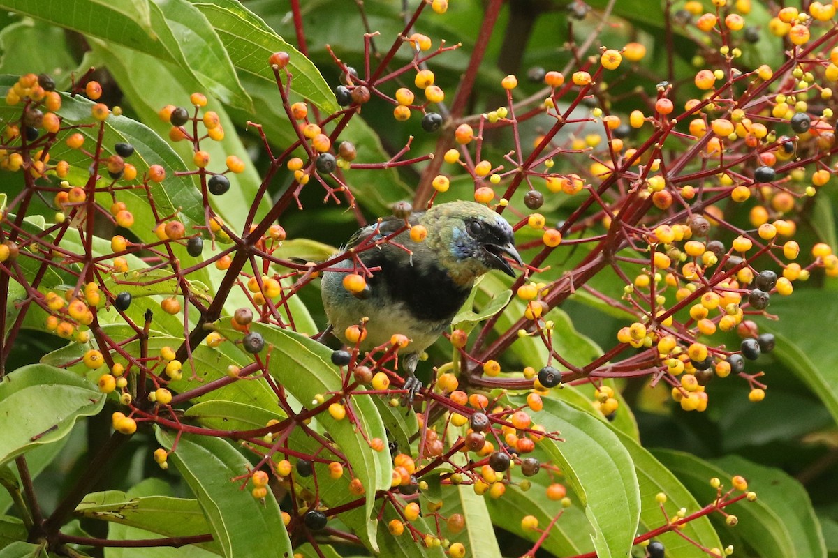 Золотистоголовая танагра - ML645961472