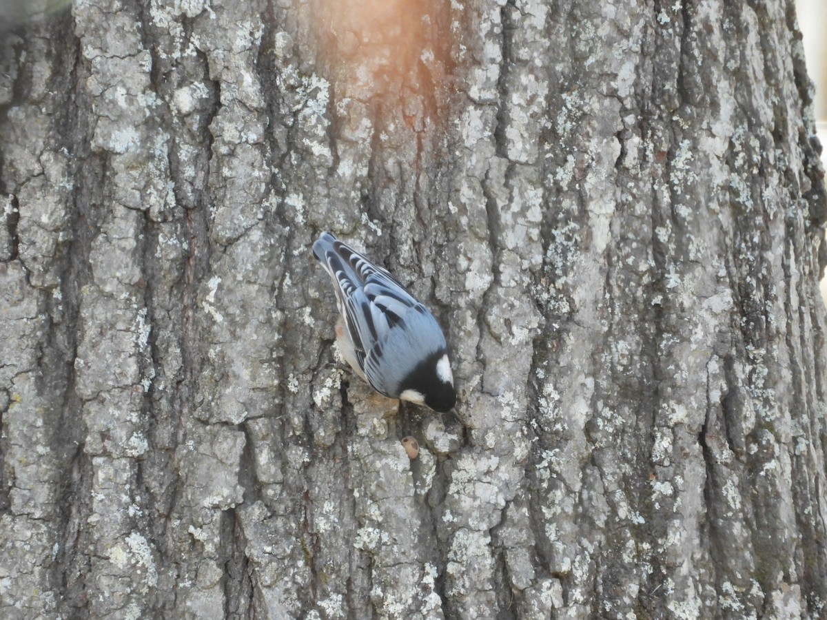 Sittelle à poitrine blanche - ML645961477
