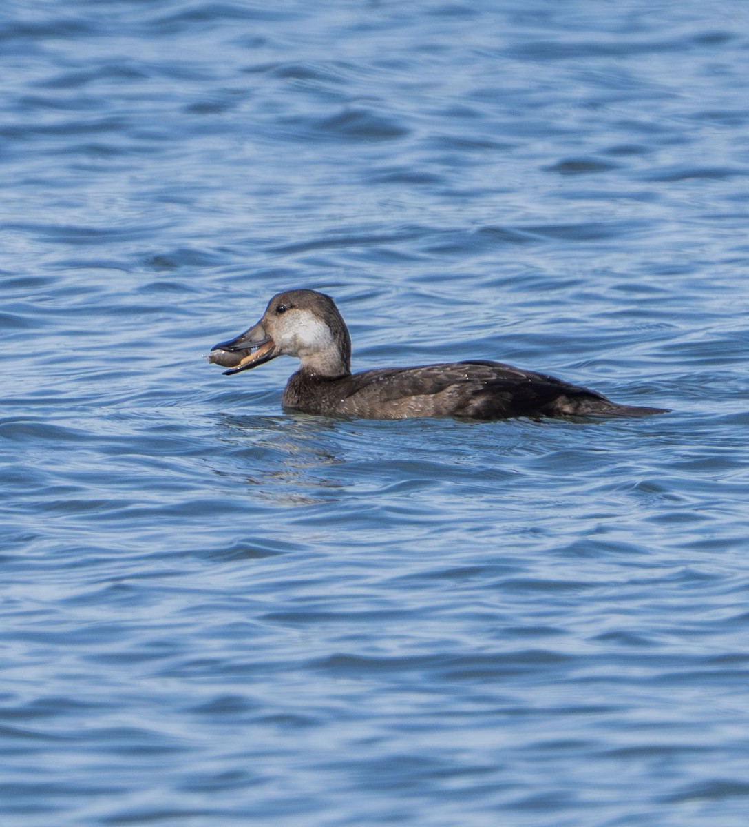 Black Scoter - ML645961483