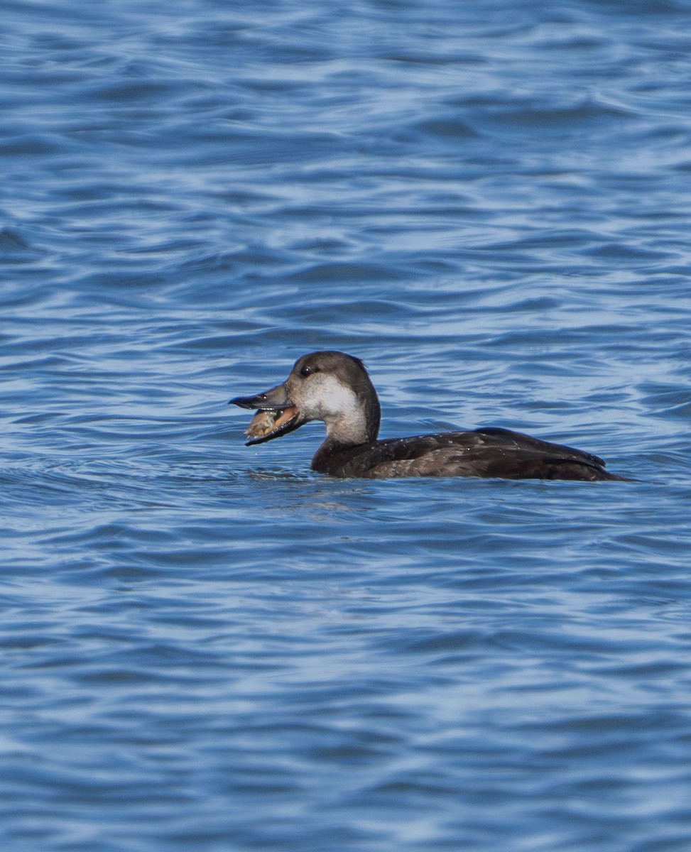Black Scoter - ML645961484