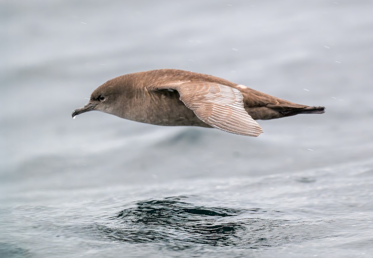 Short-tailed Shearwater - ML645961491