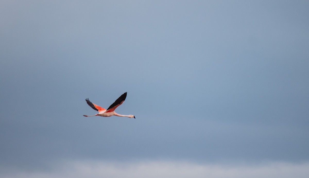 Chilean Flamingo - ML645961492