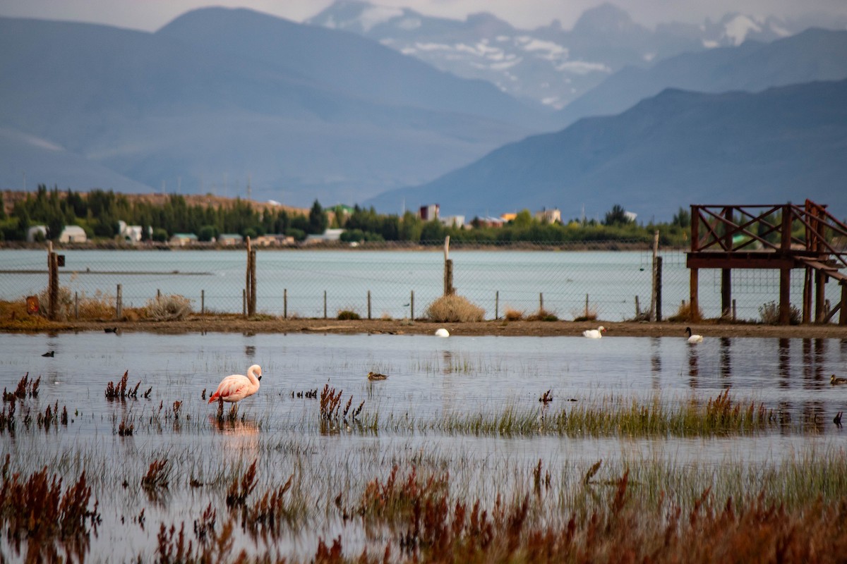 Chilean Flamingo - ML645961493