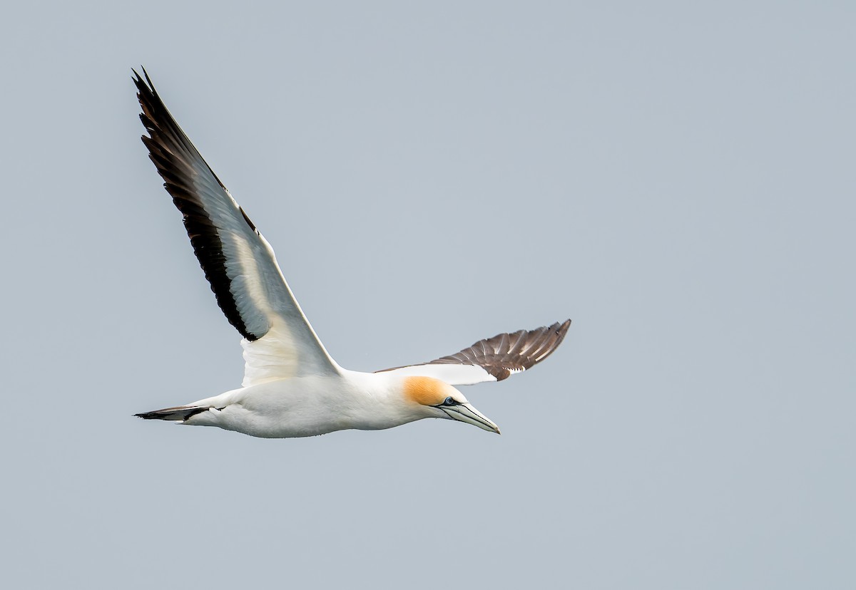 Australasian Gannet - ML645961502